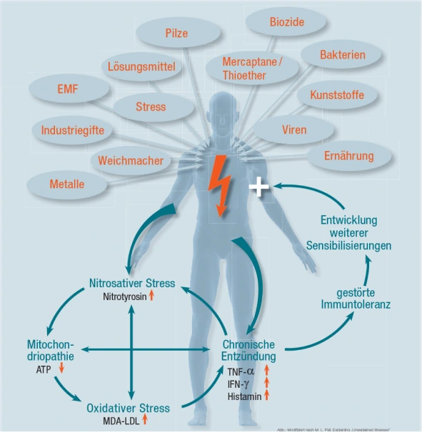 Grafik zu Umweltfaktoren und deren Auswirkungen auf den menschlichen Körper – Verbindung von Stress, Entzündungen und Immunstörungen auf der Seite Umwelt Zahnmedizin.